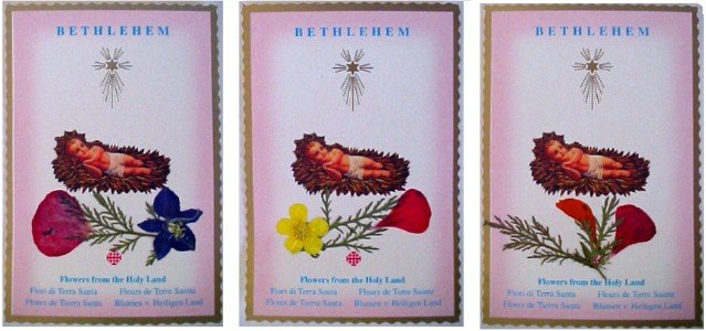 Bethlehem Dried Flowers Cards /100 Pack
